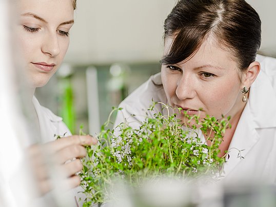 Plant-based feed additives have vast potential