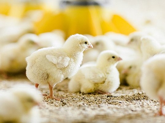 Biostrong Fertile supports efficiency in production of day old chicks